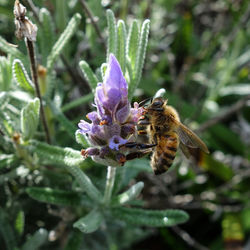 Close-up of bee on flower
