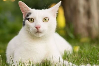 Close-up portrait of cat