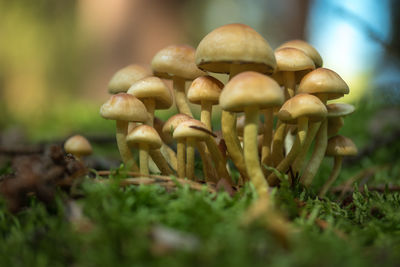 Close-up of mushrooms