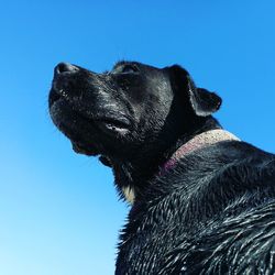 Low angle view of black dog against clear blue sky