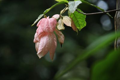 Close-up of wilted flower on plant