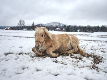 White horse with long mane grazzing in winter snowy meadow, cloudy sky above