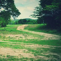 Road passing through forest