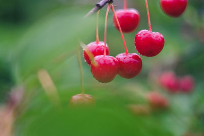 Close-up of red berries growing on plant