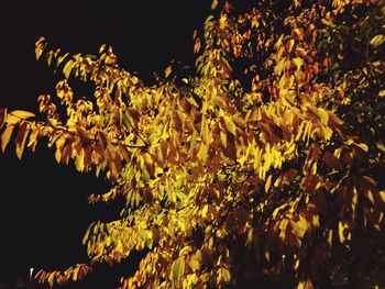 Low angle view of flowers against black background