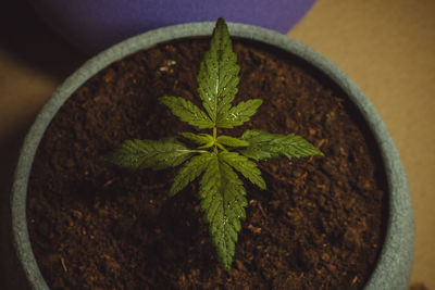 High angle view of potted plant