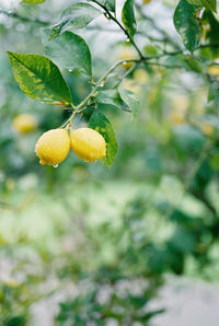 Close-up of orange fruit on tree