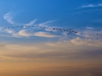 Low angle view of birds flying in sky