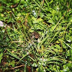 Close-up of snake on grass