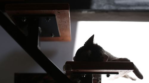 Cat sitting on chair