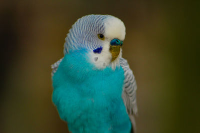 Close-up of parrot