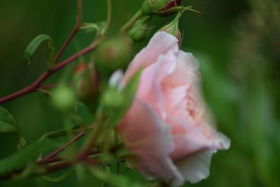 Close-up of pink flower