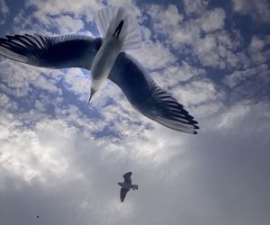 Low angle view of seagull flying against sky