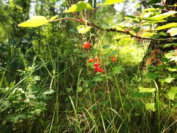 Close-up of red flowers growing on tree