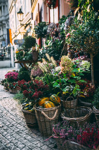 Potted plants in basket on street