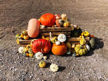 High angle view of pumpkins on field