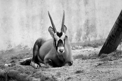 Oryx resting on field against wall