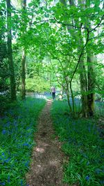 Rear view of person walking on footpath in forest