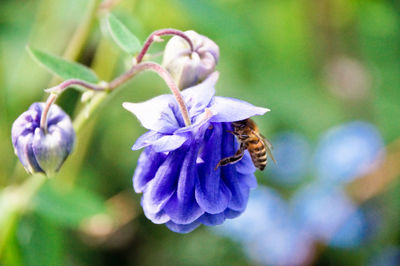 Close-up of bee pollinating on purple flower