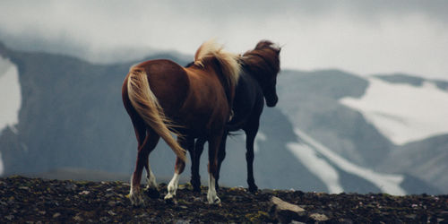 Horses standing on land