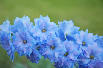 Close-up of purple flowering plants