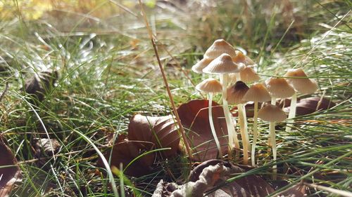 Close-up view of mushrooms