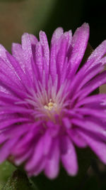 Close-up of pink flower