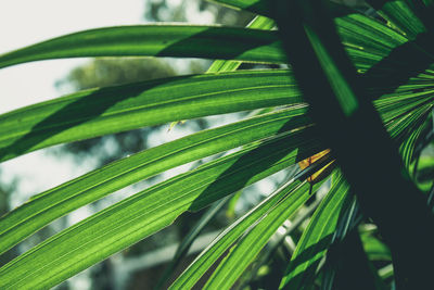 Close-up of palm tree leaves