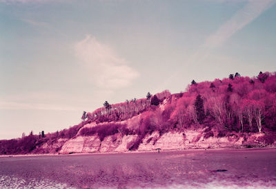 Scenic view of pink and trees against sky