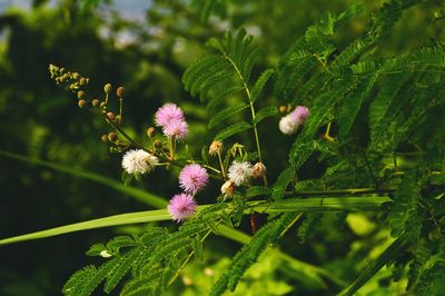 Close-up of pink flowers blooming outdoors