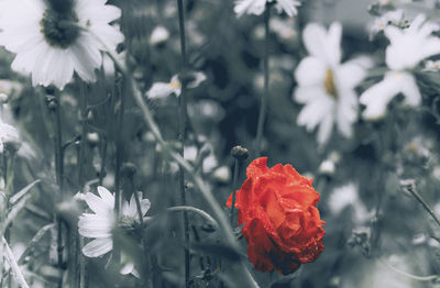 Close-up of red rose