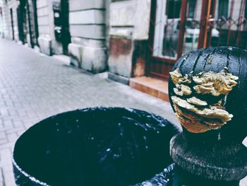 Close-up of mushrooms growing on pole on footpath