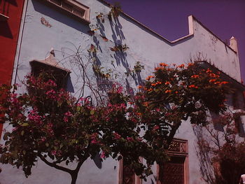 Low angle view of flowering tree growing against sky