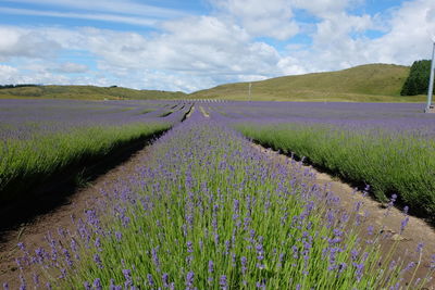 Scenic view of agricultural field against sky