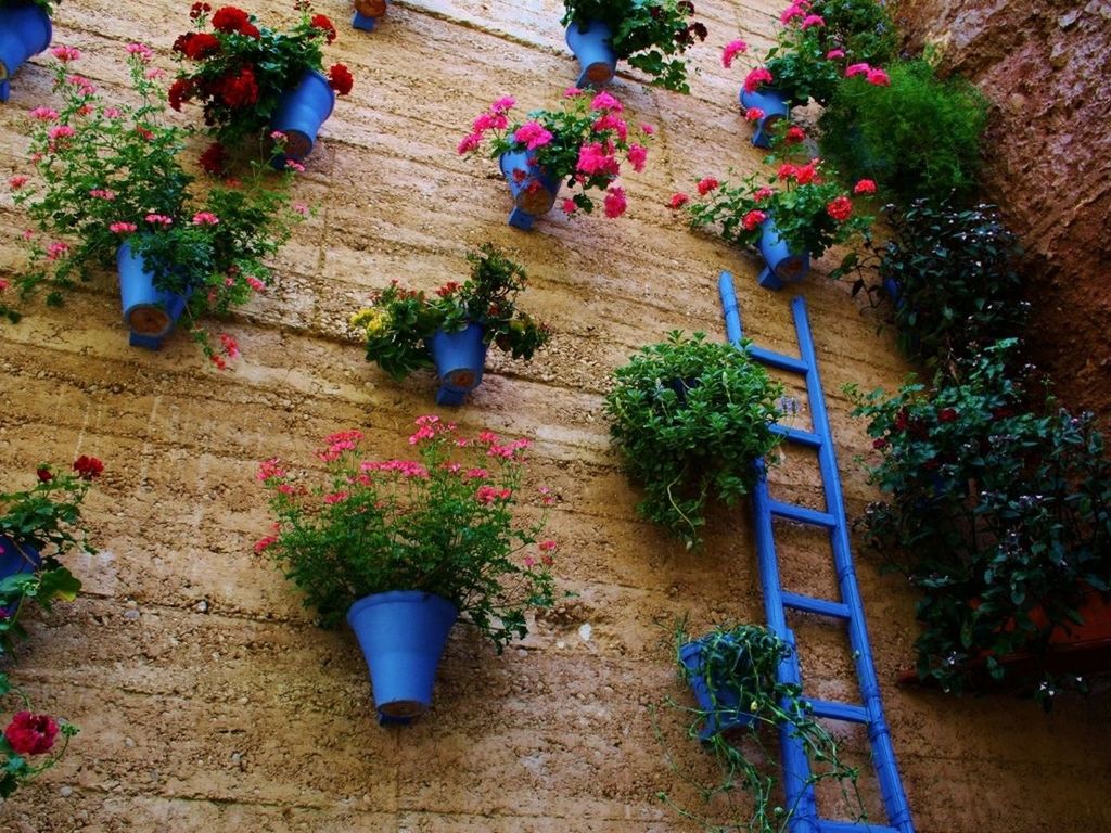 flower, plant, growth, potted plant, high angle view, freshness, wood - material, leaf, wall - building feature, fragility, multi colored, nature, no people, day, flower pot, table, variation, sunlight, wooden, decoration