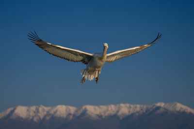 Low angle view of bird flying against sky