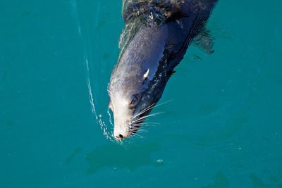 High angle view of seal swimming in sea