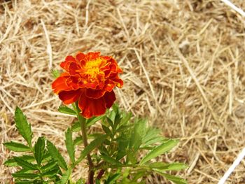 Close-up of flower blooming in field