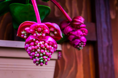 Close-up of pink flowering plant