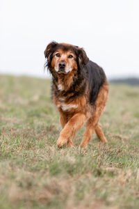 Portrait of dog standing on field