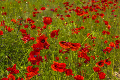 Close-up of red poppy flowers in field