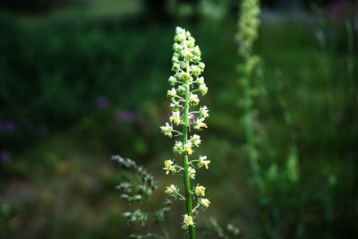 Close-up of purple flowering plant