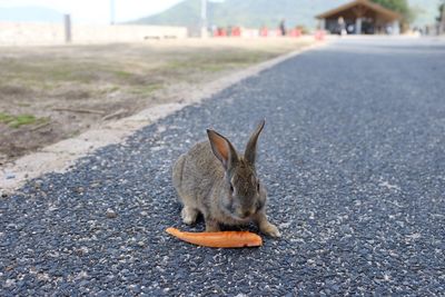 Close-up of cat on road