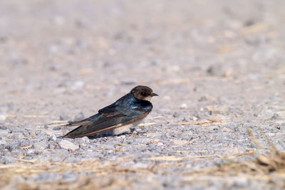 Close-up of bird perching on a land