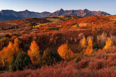 Dallas divide with peak fall colors in the san juan mountains near ridgway, colorado.