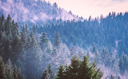 Panoramic view of pine trees against sky