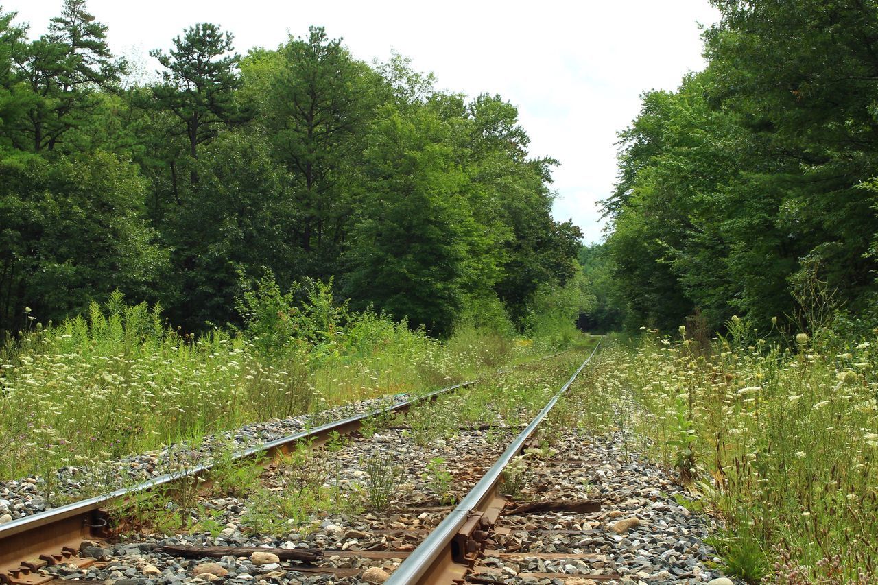 RAILROAD TRACKS AMIDST TREES AND GRASS AGAINST SKY