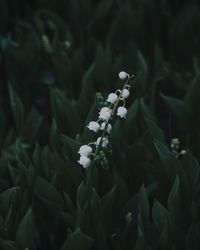 Close-up of white flowering plant