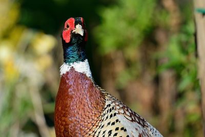 Close-up of pheasant