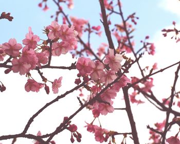 Low angle view of cherry blossoms